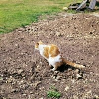 Picture of cat defecating on stony ground