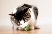 Picture of Cat eating broccoli