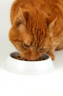 Picture of cat eating dried food