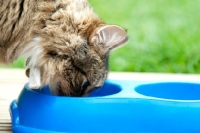 Picture of cat eating from a blue bowl