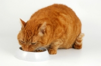 Picture of cat eating from a bowl