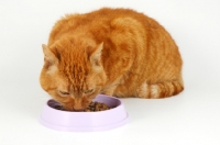 Picture of cat eating from a lilac dish, crouching