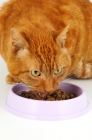 Picture of cat eating from a lilac dish, portrait format