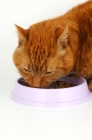Picture of cat eating from a lilac dish