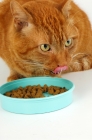 Picture of cat eating from a mint green dish, crouching, licking lips