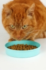 Picture of cat eating from a mint green dish, crouching