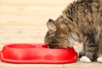 Picture of cat eating/drinking from a red bowl