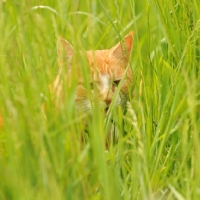 Picture of cat hiding in grass