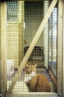 Picture of cat in a cattery