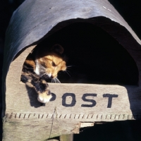 Picture of cat in a post box