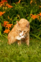 Picture of cat in garden, one leg up