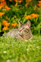 Picture of cat in garden