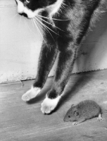 Picture of Cat jumping next to a mouse