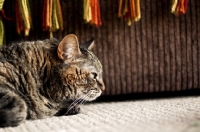 Picture of Cat laying on carpet