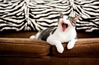 Picture of Cat laying on couch - yawning