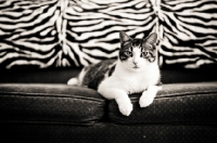 Picture of Cat laying on couch