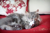 Picture of cat licking paw, grooming