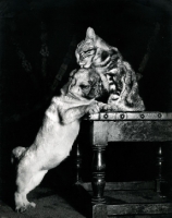 Picture of cat licking pug