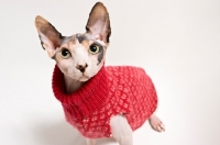 Picture of cat looking at camera with sweater