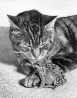 Picture of Cat looking at frog