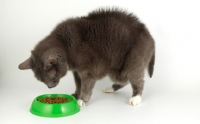 Picture of cat looking at green dish