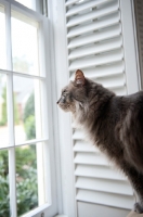 Picture of cat looking out of window