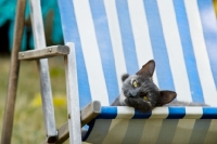 Picture of cat lounging in deck chair