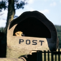 Picture of cat lurking in a post box