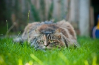 Picture of cat lying down on grass