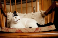 Picture of cat lying in chair