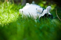 Picture of cat lying in grass