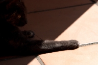 Picture of cat lying in shade