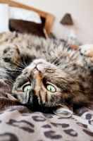 Picture of cat lying on back, on bed