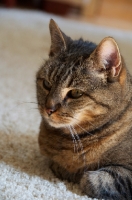 Picture of Cat lying on carpet