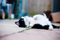 Picture of cat lying on paving