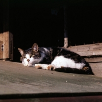 Picture of cat lying on roof in the sun