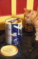Picture of cat near a tin of paint