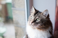 Picture of cat near window