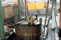 Picture of cat on a boat in far east