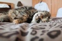 Picture of cat on bed