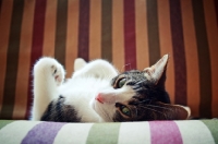 Picture of cat on couch, lying on back