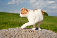 Picture of cat on farm