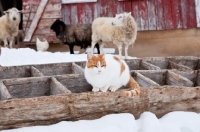 Picture of cat on farm