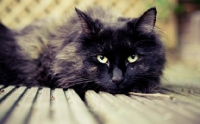 Picture of cat on wooden decking