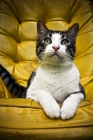 Picture of cat on yellow chair
