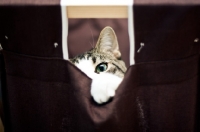 Picture of Cat peaking out of hamper