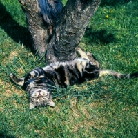 Picture of cat playing and rolling in grass