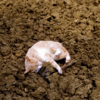 Picture of cat playing and rolling