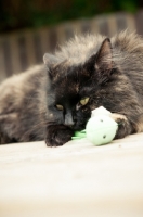 Picture of cat playing with plastic toy
