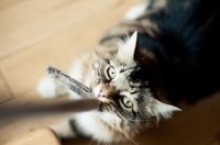 Picture of cat playing with rope